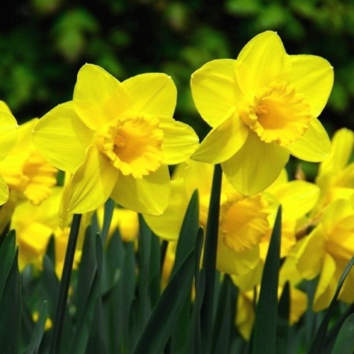 Narcissus 'Carlton' - Nartsiss 'Carlton'